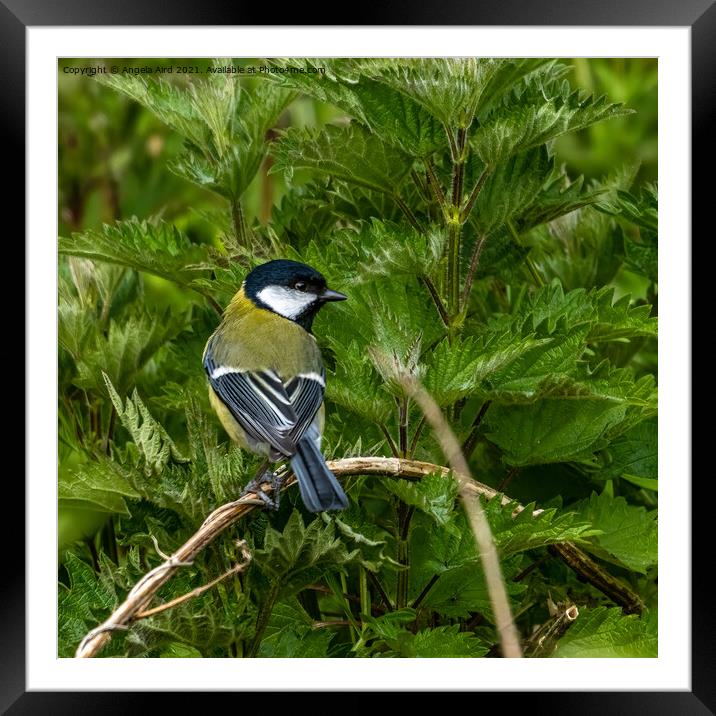Great Tit. Framed Mounted Print by Angela Aird