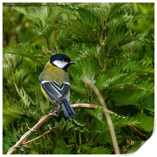 Great Tit. Print by Angela Aird