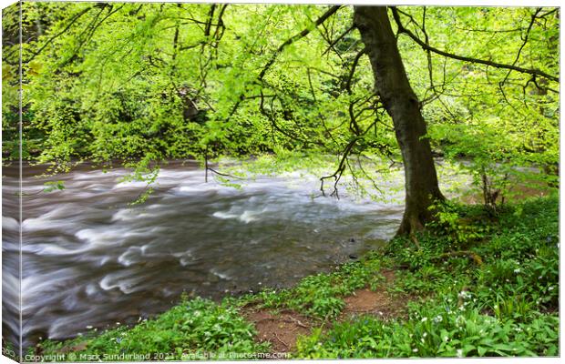 Nidd Gorge in Spring Canvas Print by Mark Sunderland