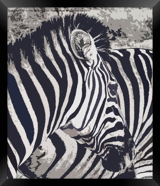 zebra art Framed Print by Sylvia White