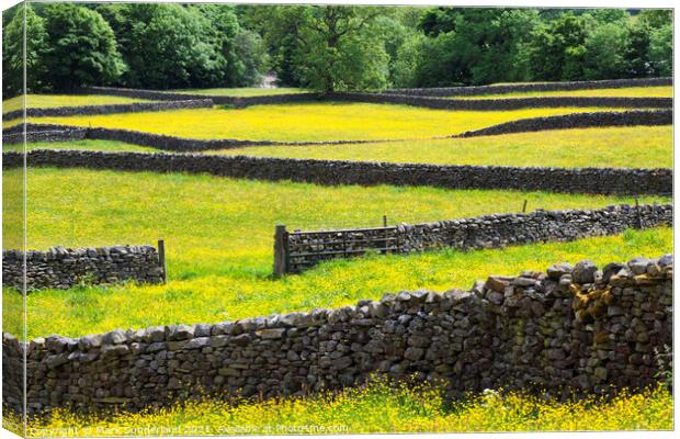 Dry Stone Walls and Buttercup Meadows at Muker Swaledale Yorkshi Canvas Print by Mark Sunderland