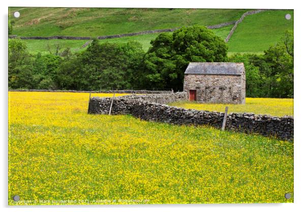Field Barn in Buttercup Meadows at Muker Acrylic by Mark Sunderland