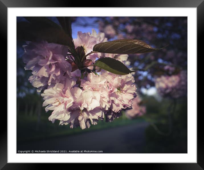 Pink Cherry Blossom Framed Mounted Print by Michaela Strickland