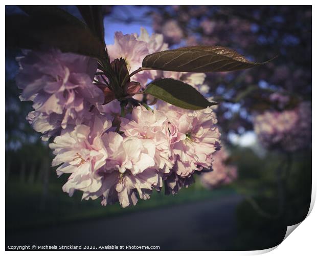 Pink Cherry Blossom Print by Michaela Strickland