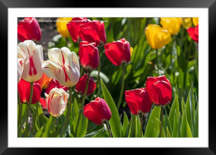 Beautiful tulips Framed Mounted Print by Christopher Keeley