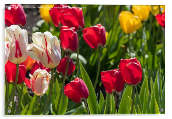 Beautiful tulips Acrylic by Christopher Keeley