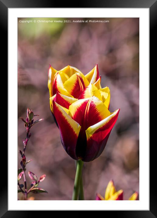 Red tulips Framed Mounted Print by Christopher Keeley