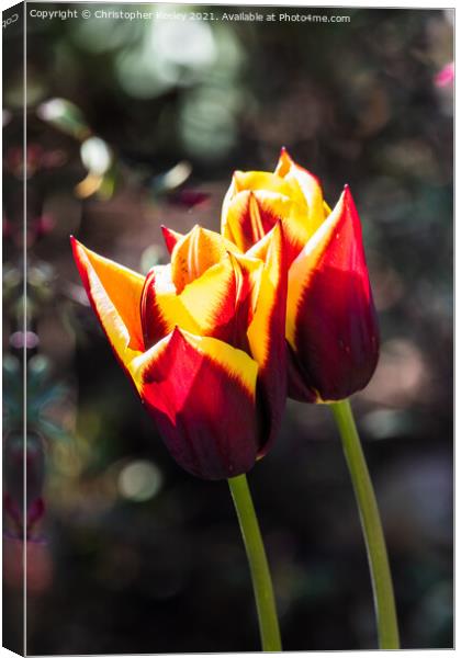 Pretty red tulips Canvas Print by Christopher Keeley