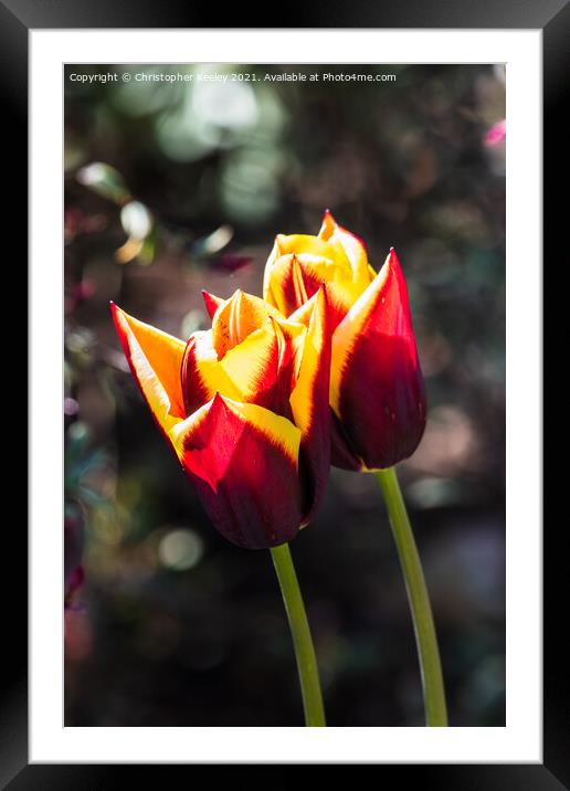 Pretty red tulips Framed Mounted Print by Christopher Keeley