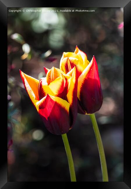 Pretty red tulips Framed Print by Christopher Keeley