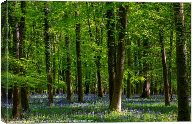 Bluebells at Speculation Canvas Print by David Tinsley