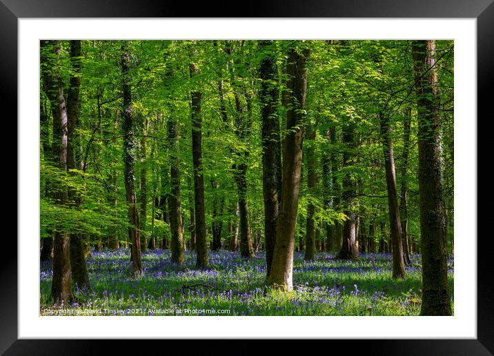 Bluebells at Speculation Framed Mounted Print by David Tinsley