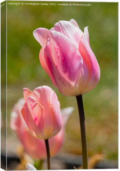 Pink lady tulips Canvas Print by Christopher Keeley