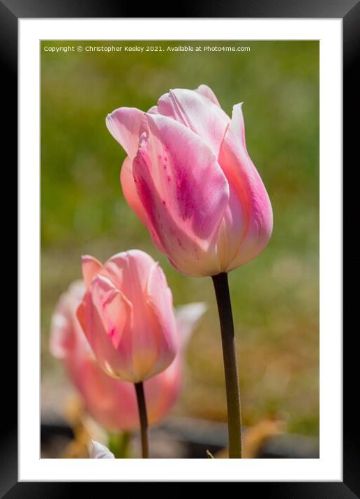 Pink lady tulips Framed Mounted Print by Christopher Keeley