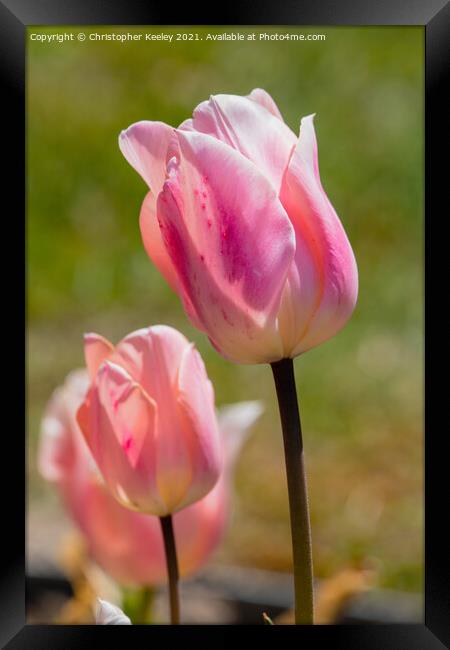 Pink lady tulips Framed Print by Christopher Keeley