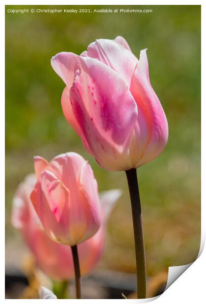 Pink lady tulips Print by Christopher Keeley