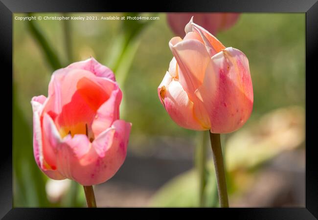 Pretty pink tulips Framed Print by Christopher Keeley