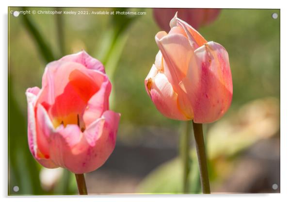 Pretty pink tulips Acrylic by Christopher Keeley