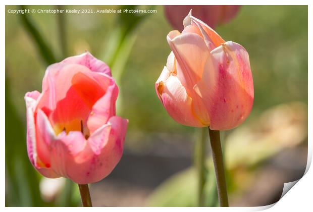 Pretty pink tulips Print by Christopher Keeley