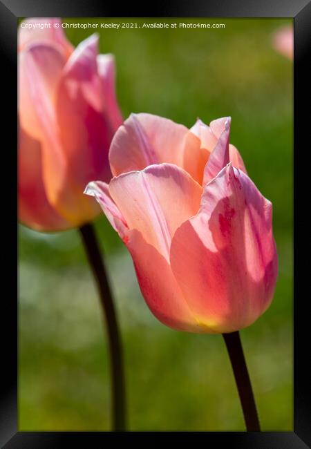 Pink lady tulip Framed Print by Christopher Keeley