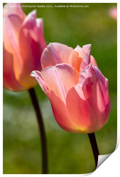 Pink lady tulip Print by Christopher Keeley