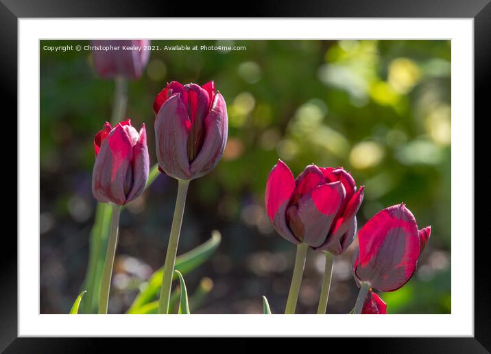 Beautiful red tulips Framed Mounted Print by Christopher Keeley