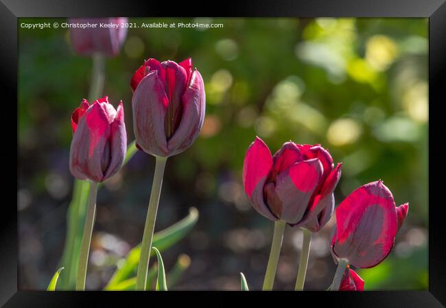 Beautiful red tulips Framed Print by Christopher Keeley