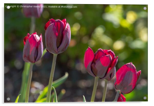 Beautiful red tulips Acrylic by Christopher Keeley