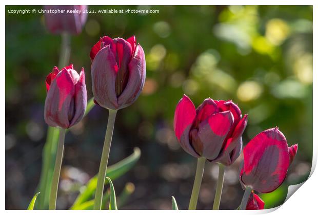Beautiful red tulips Print by Christopher Keeley
