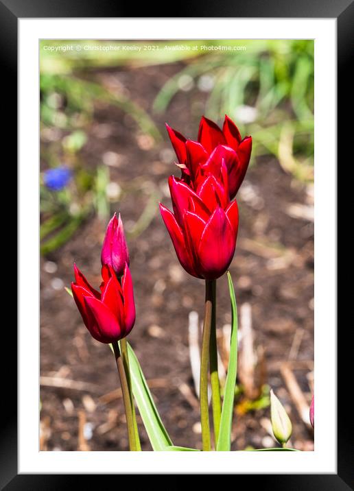 Pretty red tulips Framed Mounted Print by Christopher Keeley