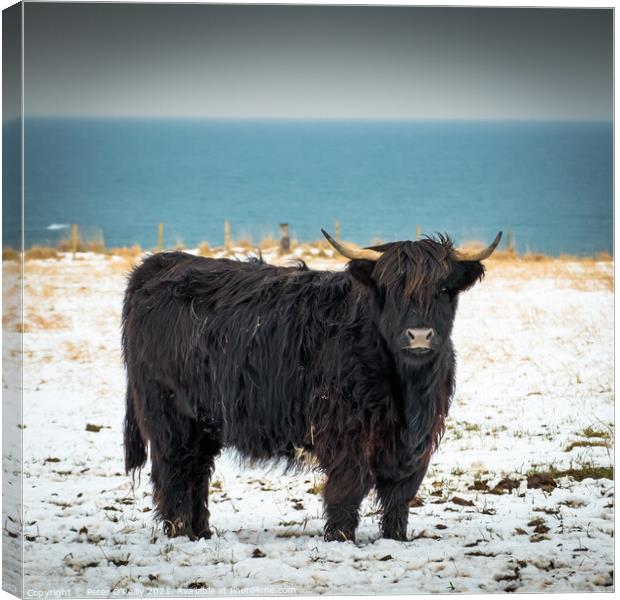 Black Highland Cow Canvas Print by Peter O'Reilly