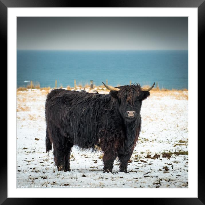 Black Highland Cow Framed Mounted Print by Peter O'Reilly