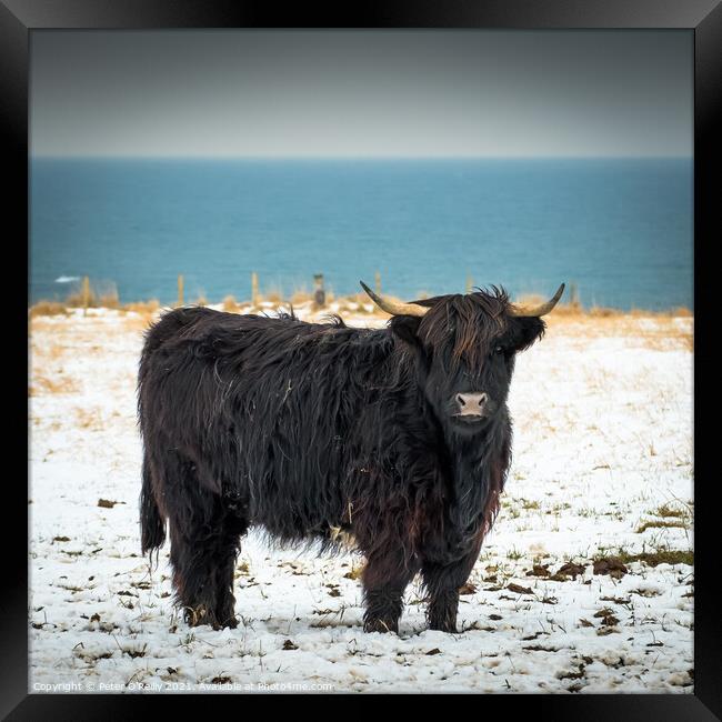 Black Highland Cow Framed Print by Peter O'Reilly