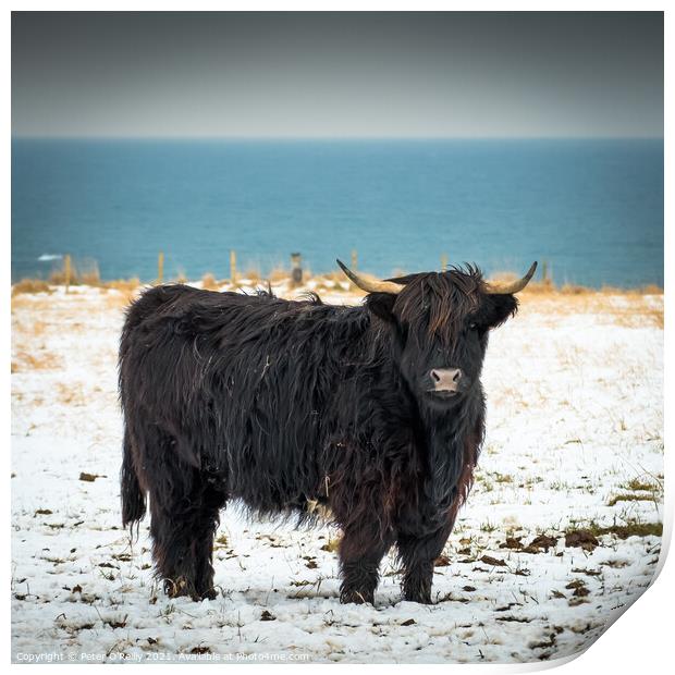 Black Highland Cow Print by Peter O'Reilly