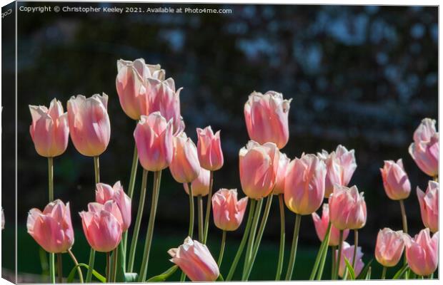 Pink tulips Canvas Print by Christopher Keeley