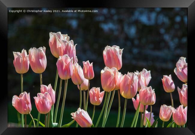Pink tulips Framed Print by Christopher Keeley