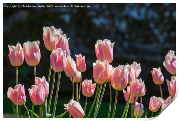 Pink tulips Print by Christopher Keeley