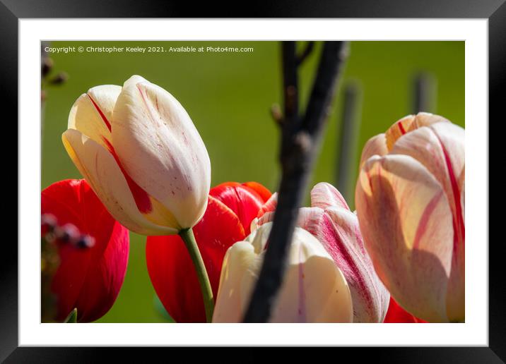 Pretty pink tulips Framed Mounted Print by Christopher Keeley