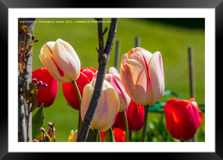 Beautiful pink tulips Framed Mounted Print by Christopher Keeley