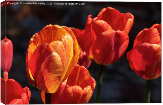 Beautiful orange tulips Canvas Print by Christopher Keeley
