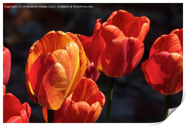 Beautiful orange tulips Print by Christopher Keeley