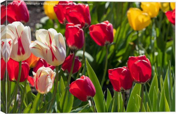 Colourful spring tulips Canvas Print by Christopher Keeley