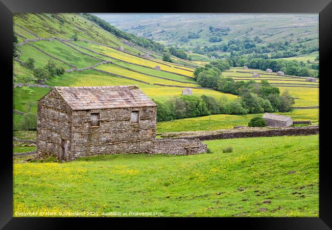 Field Barn and Buttercup Meadows near Thwaite Framed Print by Mark Sunderland