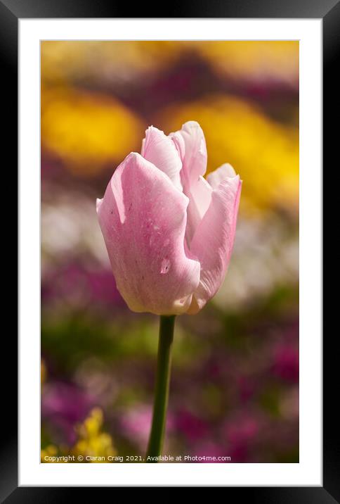 Pink Tulip  Framed Mounted Print by Ciaran Craig