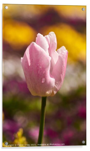 Pink Tulip  Acrylic by Ciaran Craig