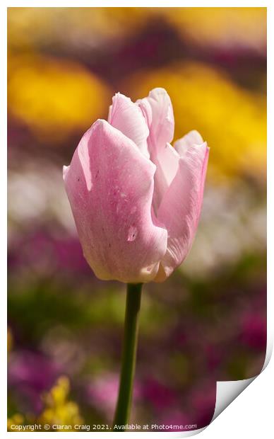 Pink Tulip  Print by Ciaran Craig