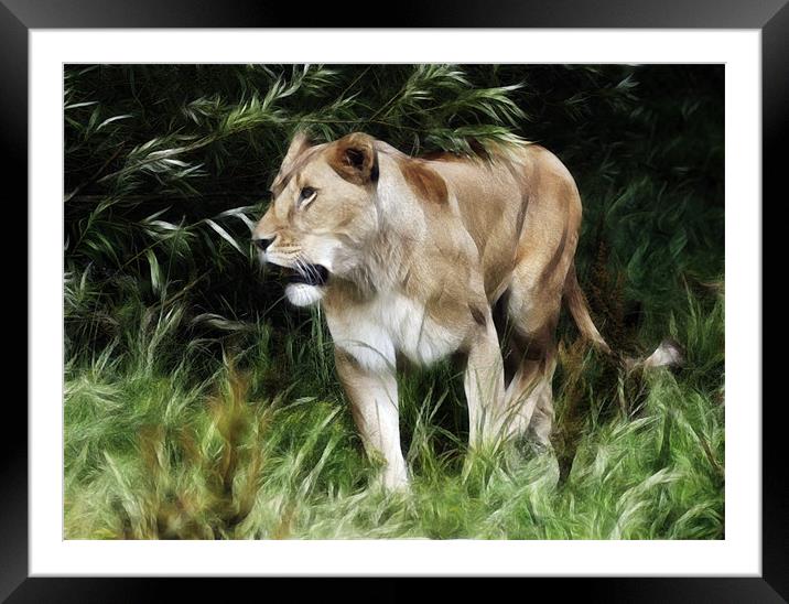 Lioness Framed Mounted Print by Sam Smith