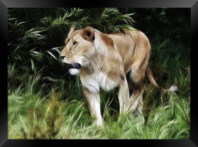 Lioness Framed Print by Sam Smith
