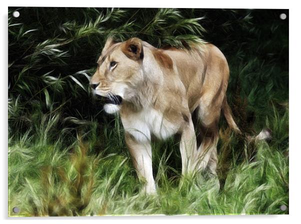 Lioness Acrylic by Sam Smith