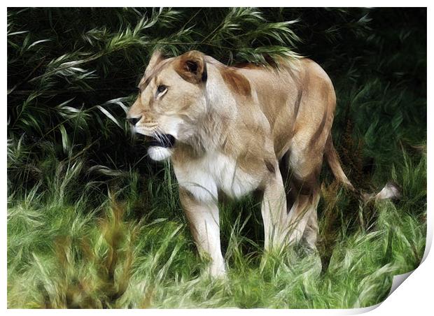 Lioness Print by Sam Smith